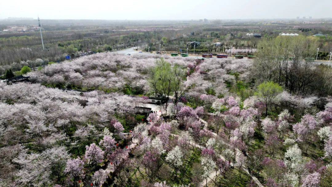 叫樱花树下,一花一世界,一樱一绚烂,鄢陵唐韵小镇的樱花将在3月20日