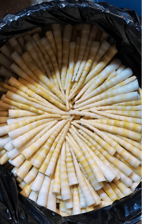 大雪山镇小竹笋成就大产业铺就农民增收致富路