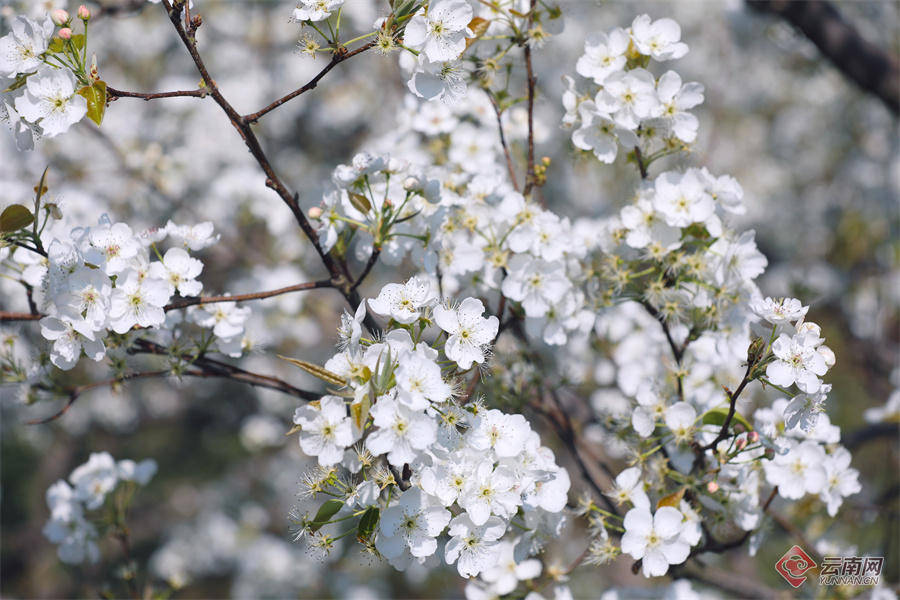 高清组图快来打卡云南个旧加级寨万亩梨花开满山谷