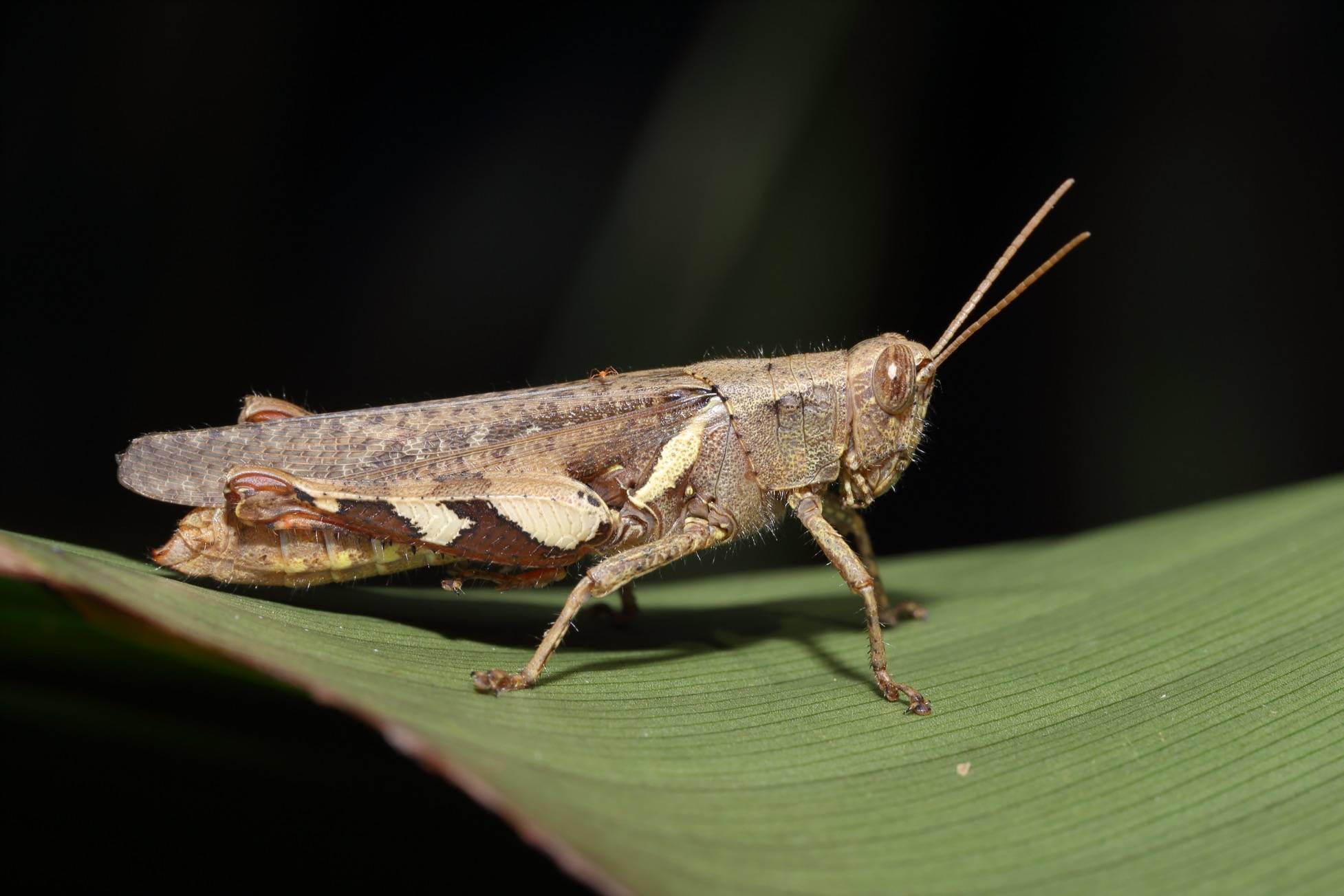 图集34目475科3198属12093种广东首份昆虫名录发布