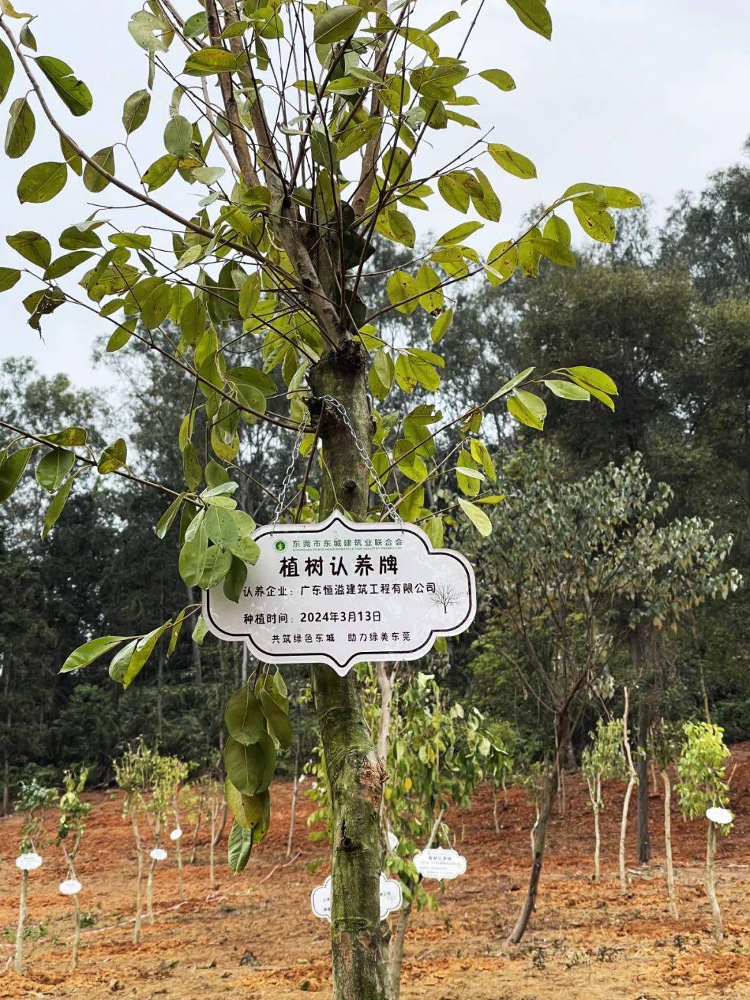 经过一个小时的共同努力,现场共栽种浙江润楠,阴香,海南蒲桃,铁冬青