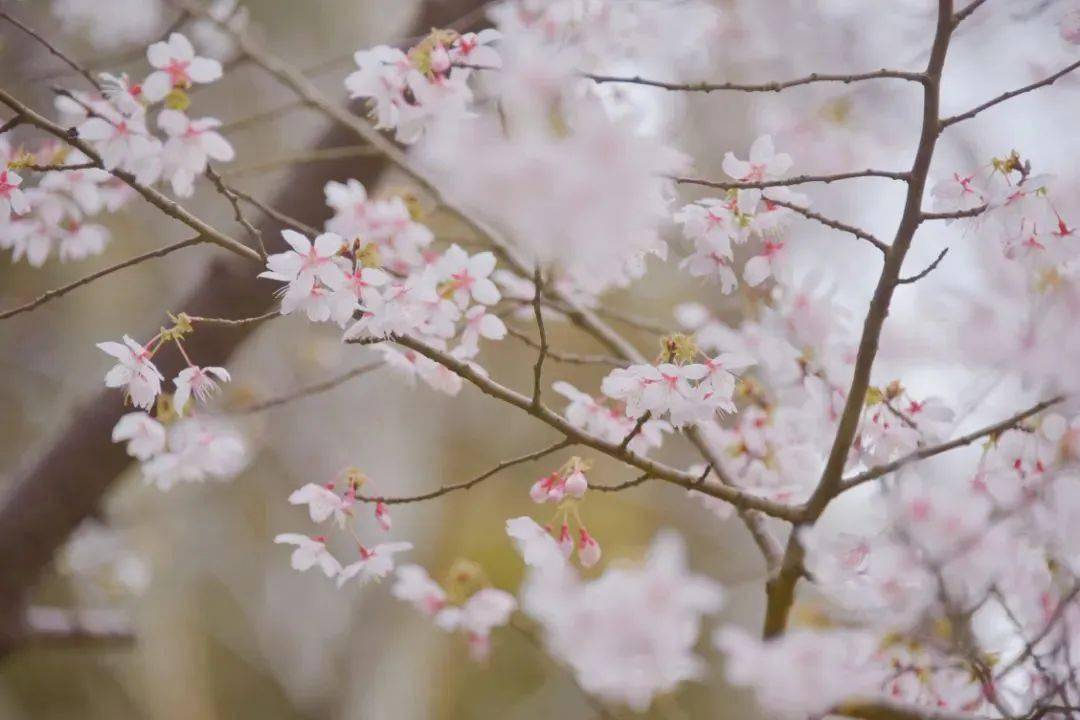 杨浦这里早樱"上线",来一场浪漫的邂逅→_共青森林__