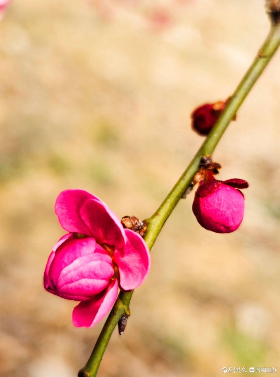 红梅花开争春色满园美景留不住