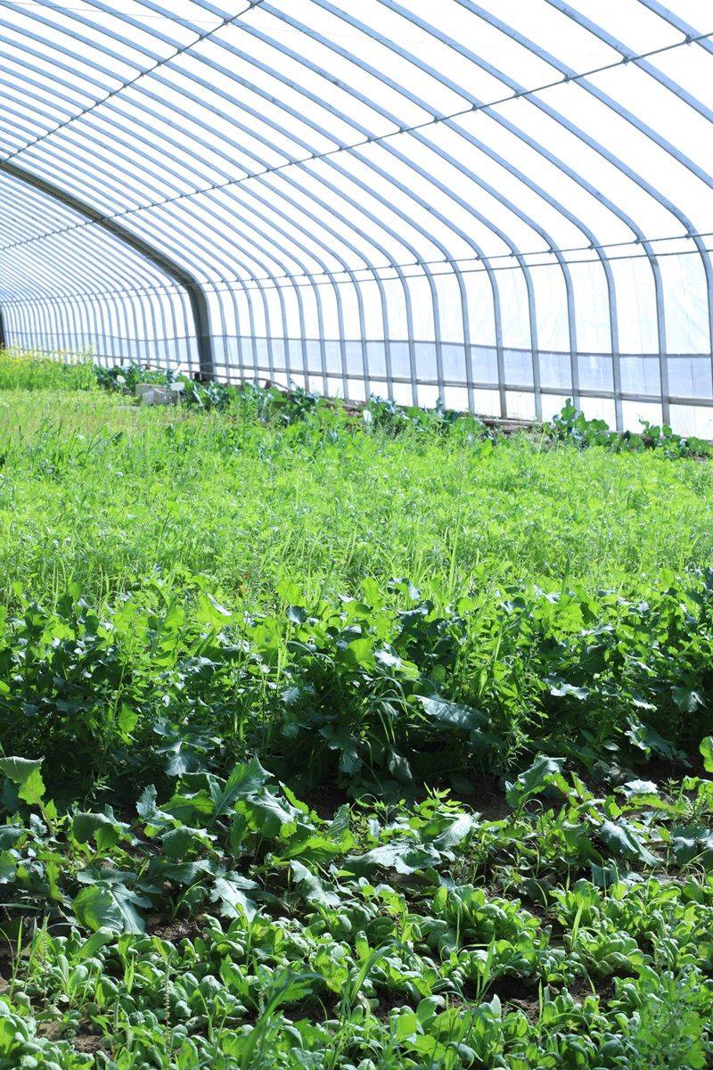 海淀上庄日光温室大棚,芥蓝早上采摘下午上桌