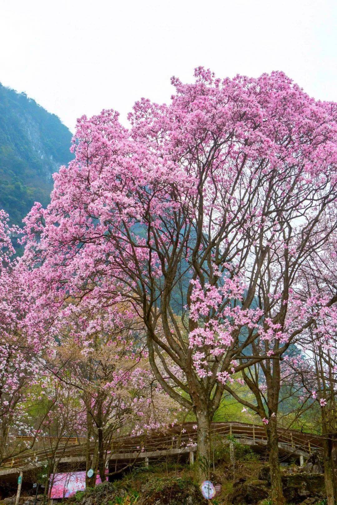 一年一度的川北辛夷花海已至,灼灼数十里,漫山的粉色层林尽染!