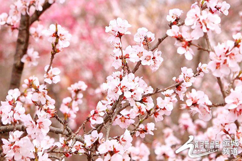 垣曲县桃花粉嫩游人陶醉