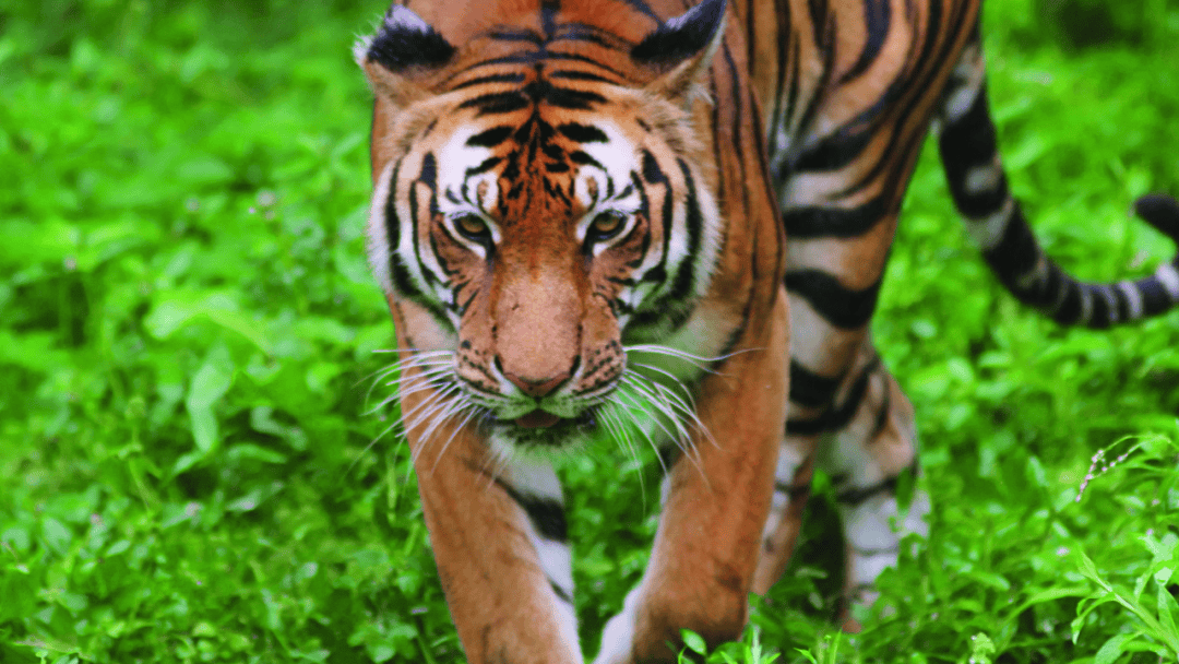 预约中国人爱吸猫但这样的大猫吸起来更香