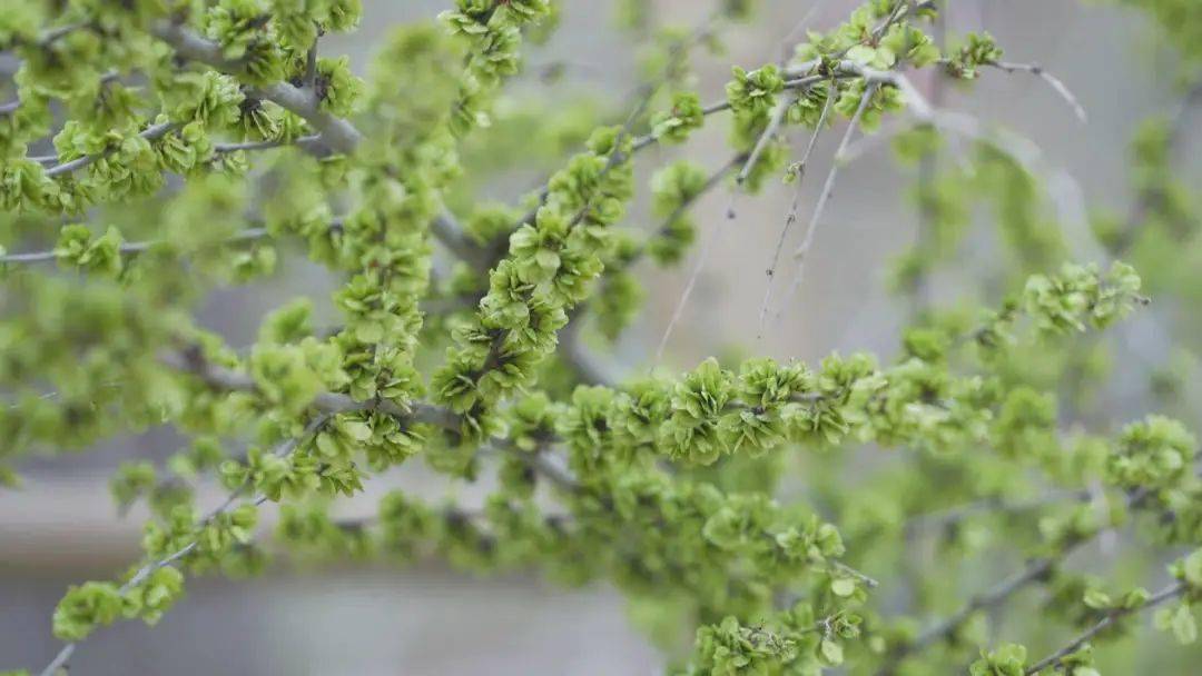 香椿芽_马齿苋_葛花