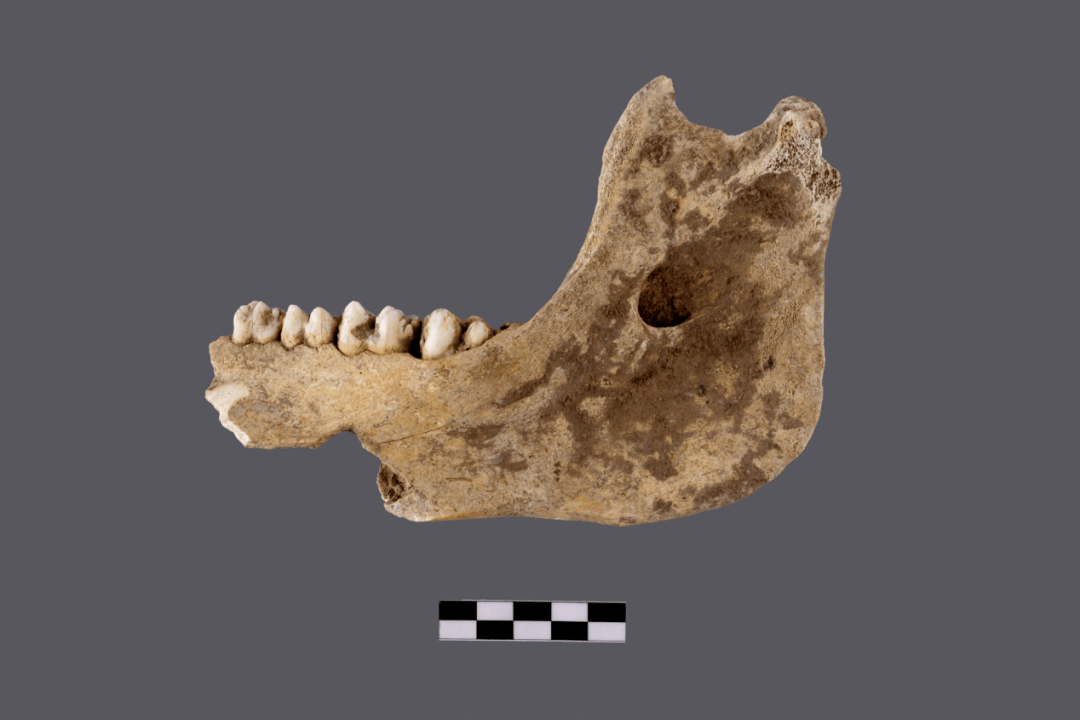 动物考古学家袁靖:入"坑"三十年,细讲那些精彩瞬间|访谈