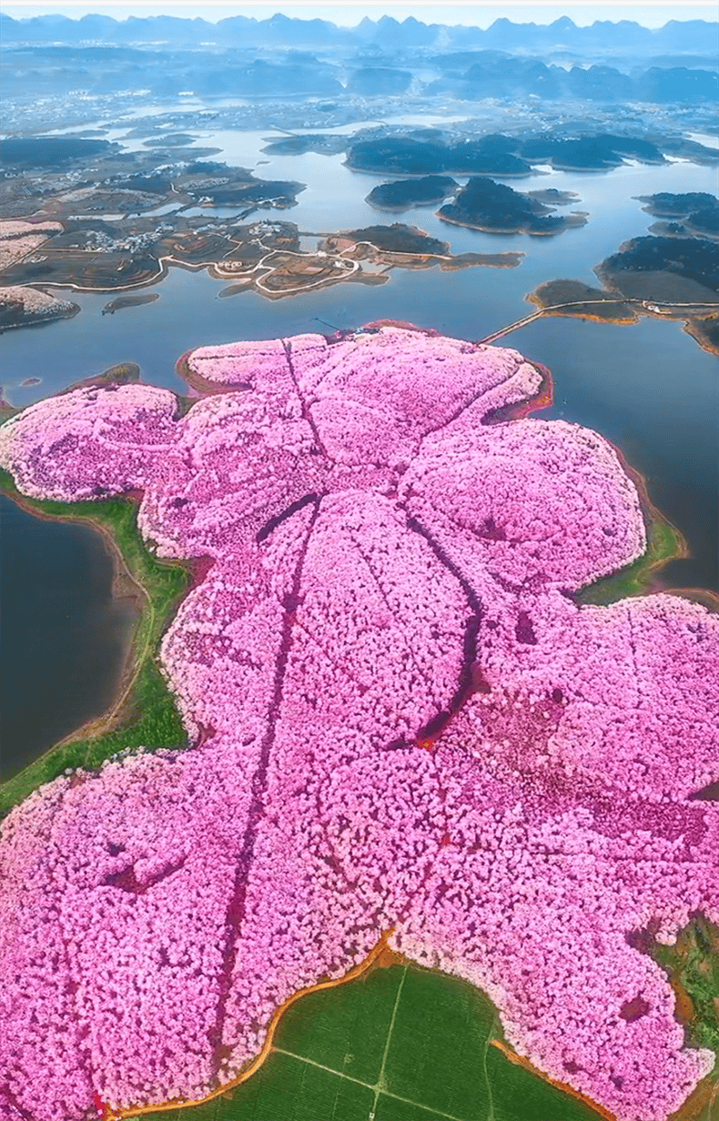 贵州这座小城正在孕育一场世界级樱花不宣传这里真是糊涂