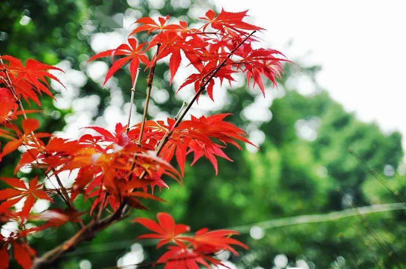 结果那是人家用"心"p图的假苗;第二次养红枫捡了红枫种子,玩播种,结果