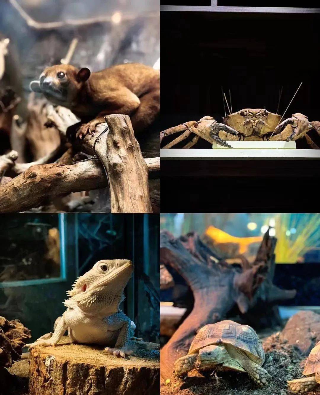 水陆精灵半日营探两栖动物主题科普馆了解水陆精灵的不为人知的另一面