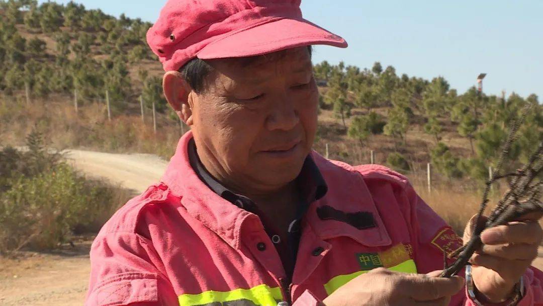 护林员退休不退岗43年用心守护绿水青山_杨正先_东山_防火