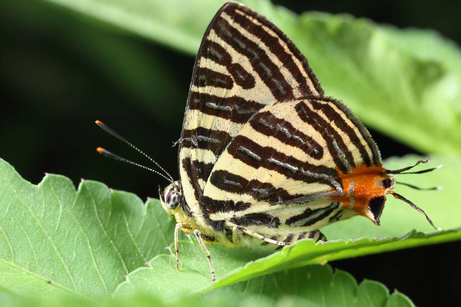 howmanyinsectsarethereinguangdong12093speciesrevealed