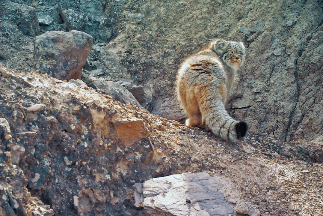中国人爱"吸"猫,但这样的"大猫"吸起来更香!_保护_猫盟_云豹