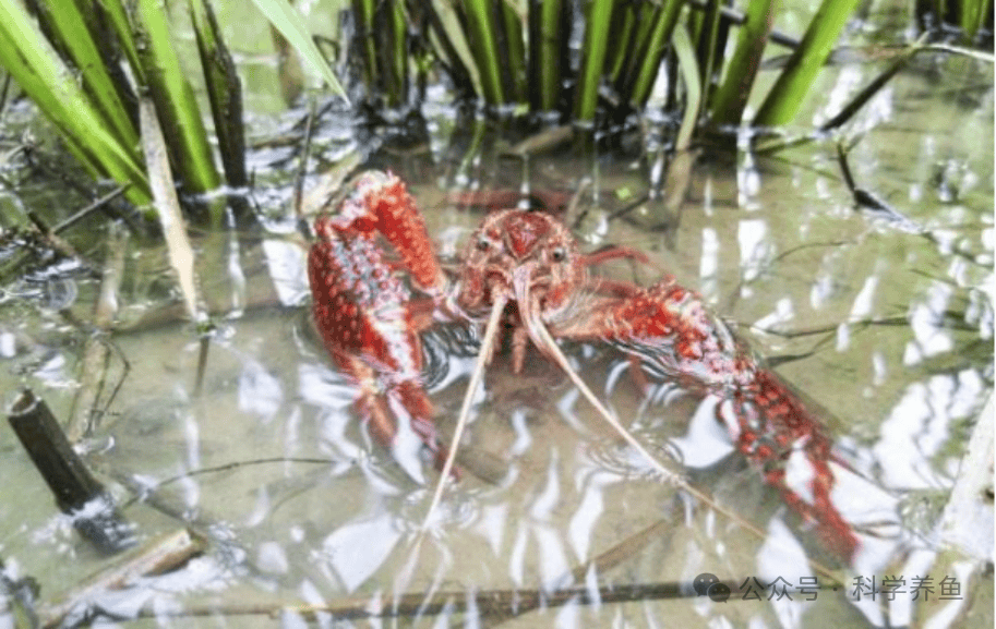 备战今年收好这份养虾369模式总结