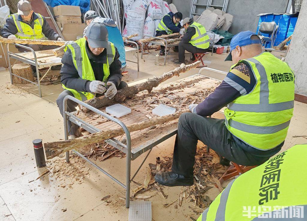 以虫治虫在青岛这里有支林业天敌战队