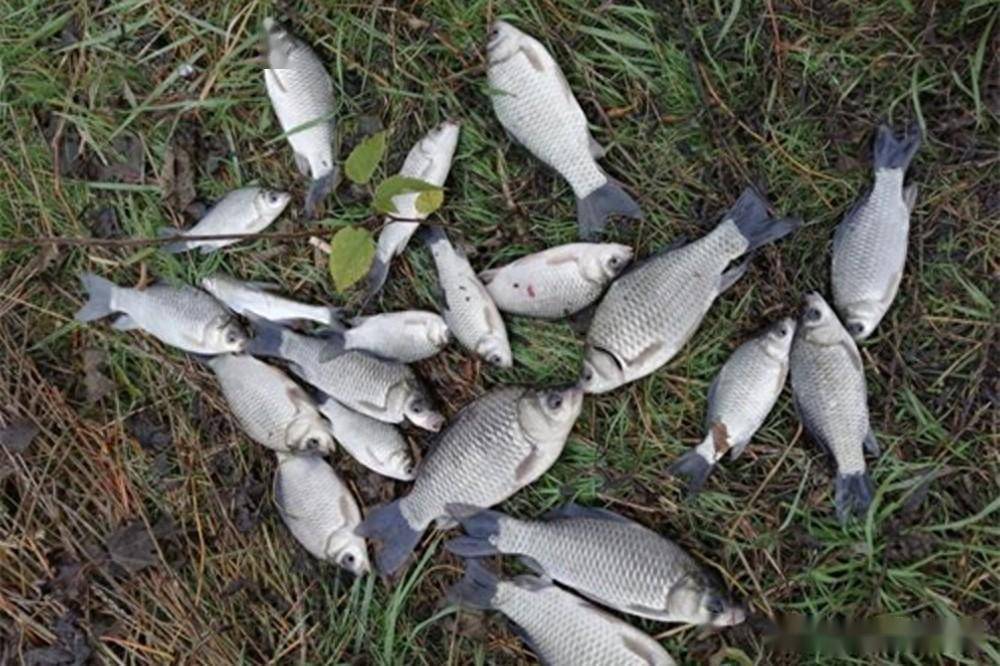 野钓鲫鱼神窝料想要钓的多必须先打窝