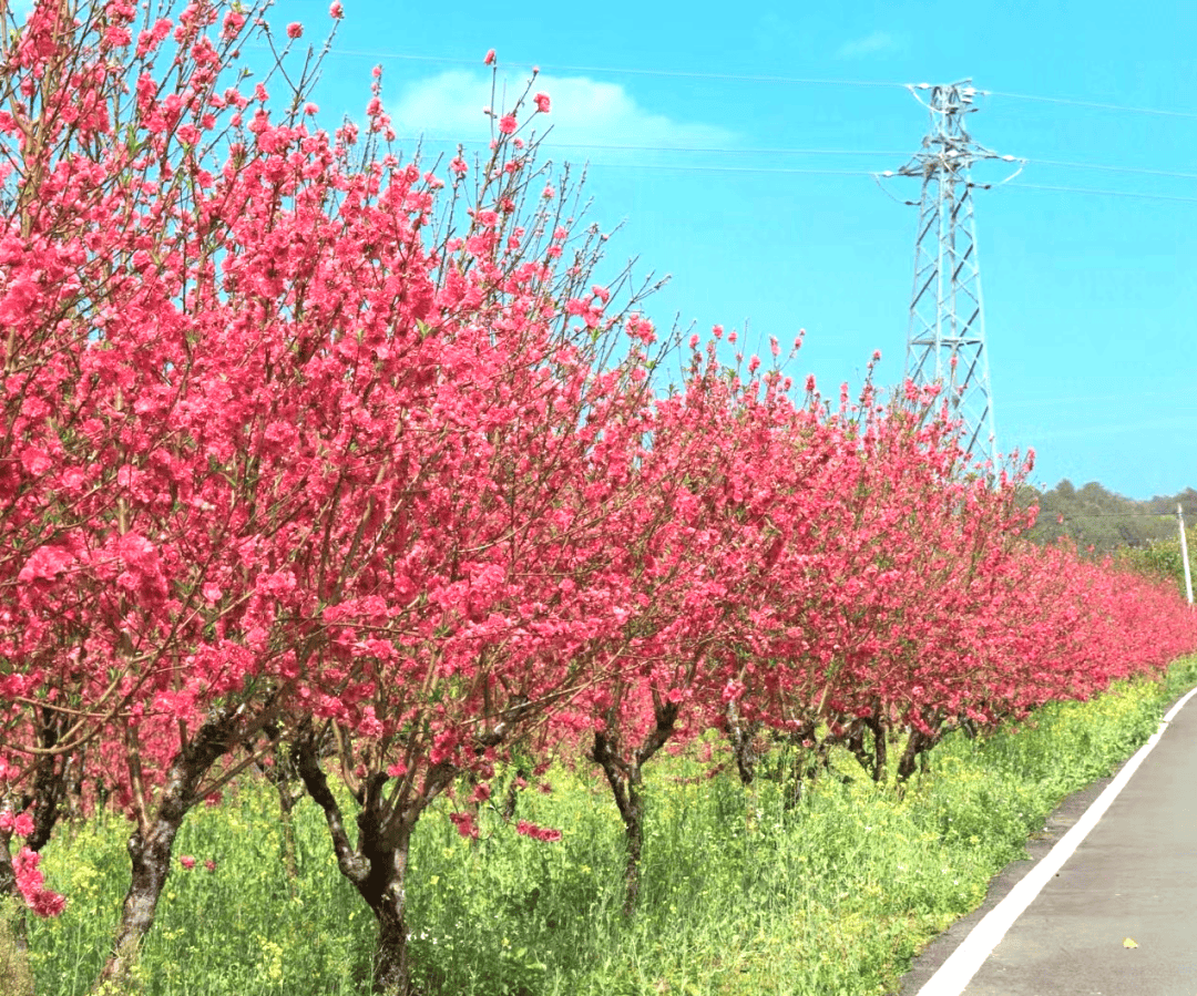 梧州泗洲岛桃花图片