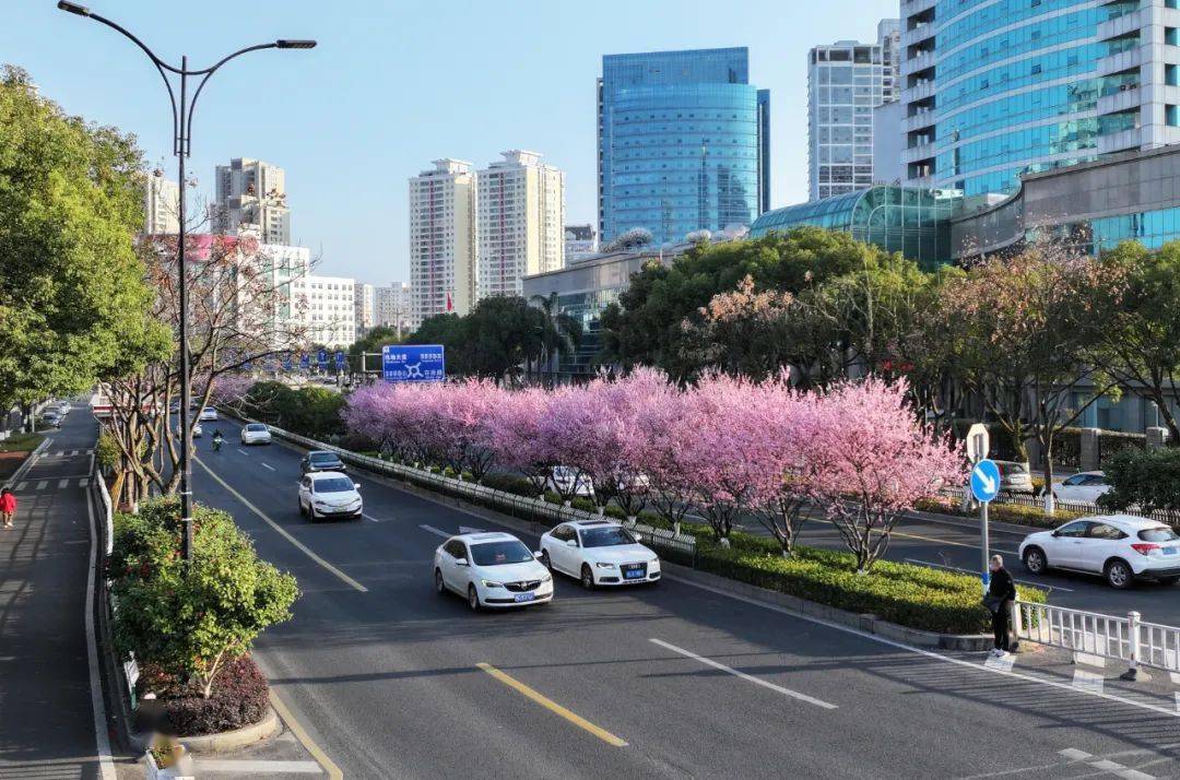 查家湾樱花大道图片