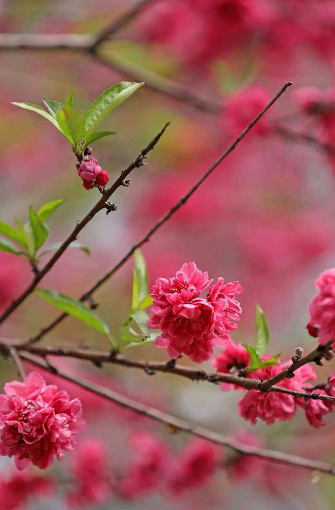 粉色桃花盛开竖屏壁纸图片