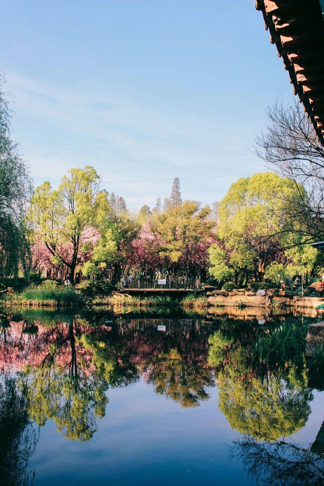 3月的昆明,以"西华公园"海棠之名,来一场浪漫约会