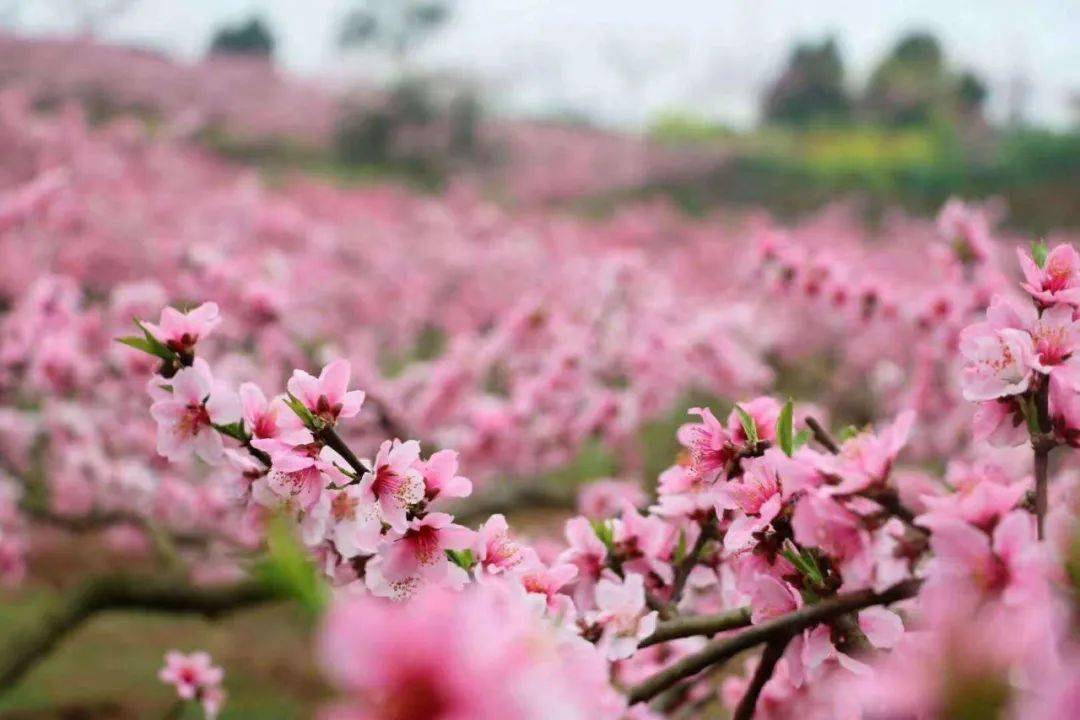 "乡"见桃花源 | 春风吹开花万朵 万亩桃林别样红_中原_游客_活动