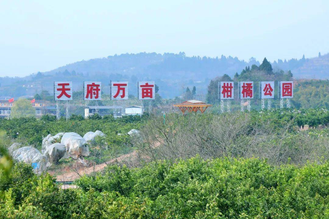 四川天府新区籍田街道花花很抢镜