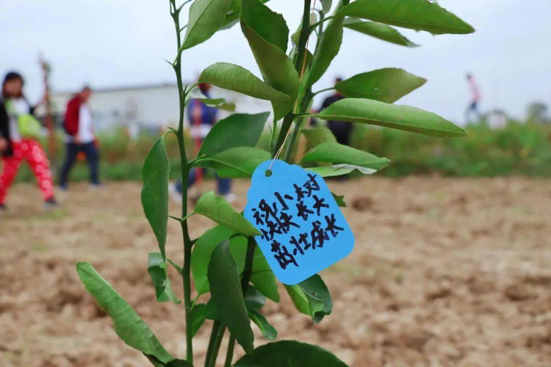 活动_树苗_费用