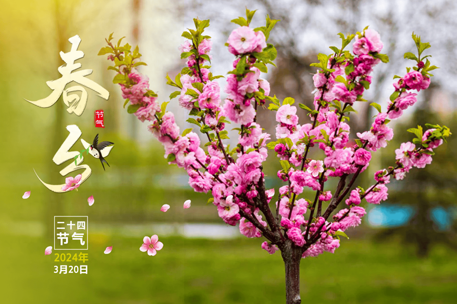 二十四节气话农事丨春分_山东省_种植户_枣庄