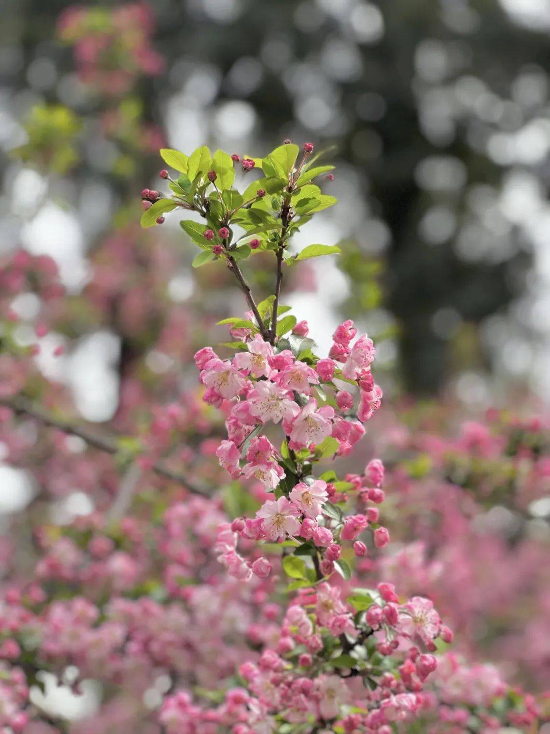 今日春分,川大为你簪繁花