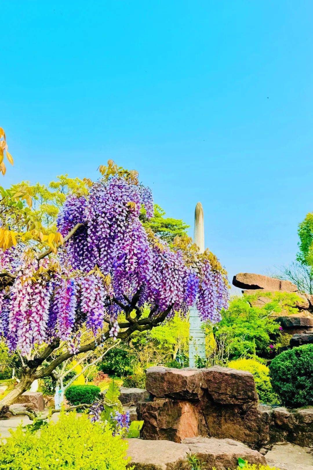 昆明花海景点图片图片