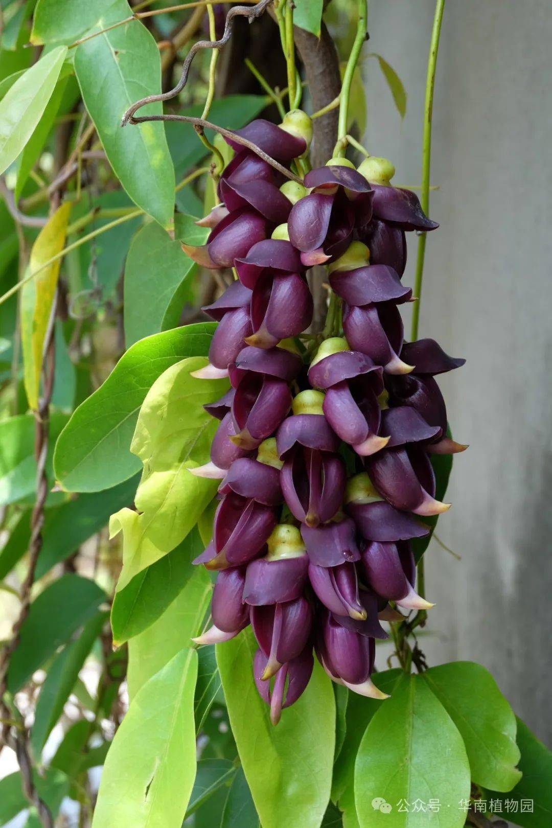 藤本园的深紫色禾雀花(常春油麻藤)▲藤本园的紫色禾雀花(海南黧豆)
