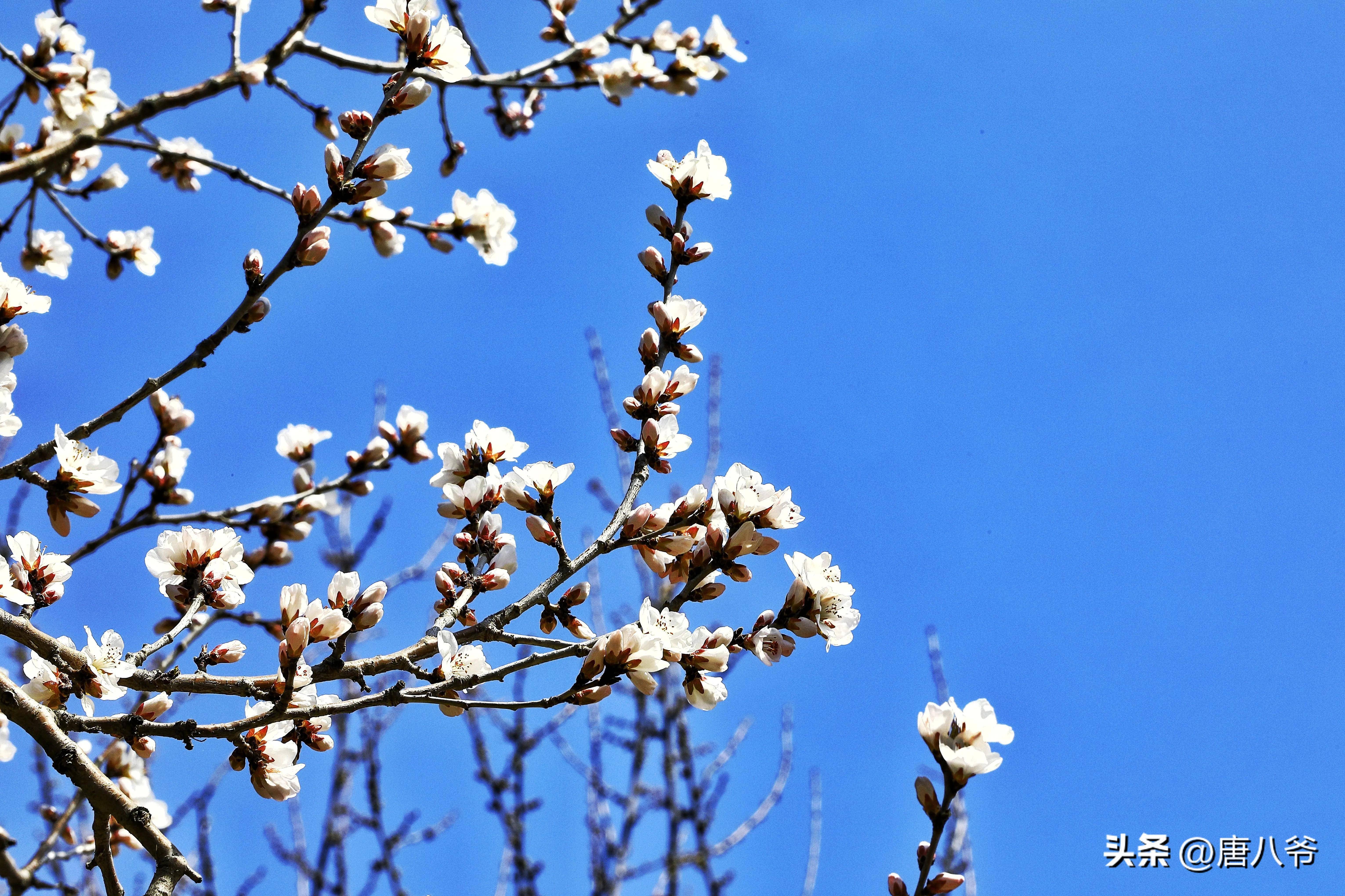 粉白花开春意浓,枝头春色满园香,一幅春天花园的美丽景象