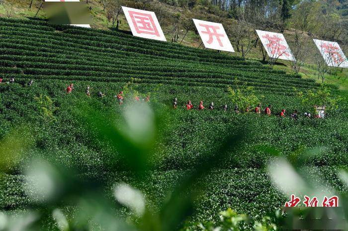 中国白茶之乡福建政和举行白茶开茶节