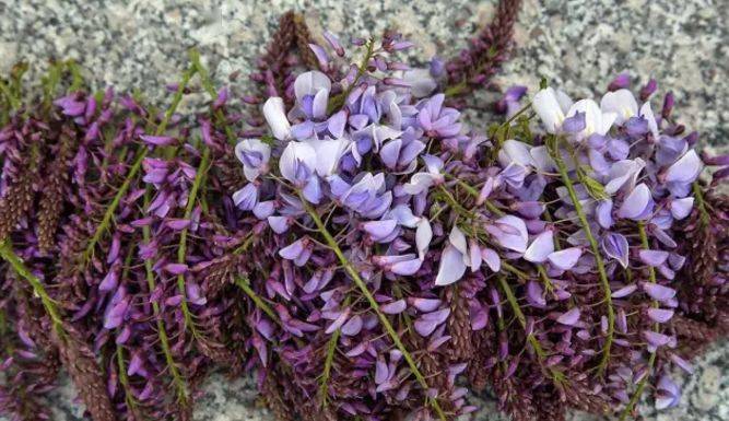 香椿芽_马齿苋_葛花