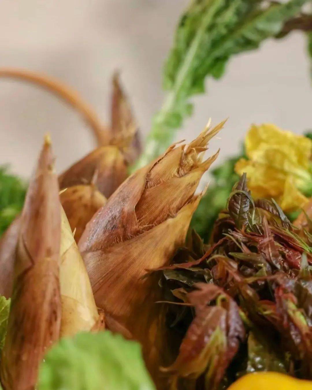 春菜是一种野苋菜乡人称之为春碧蒿