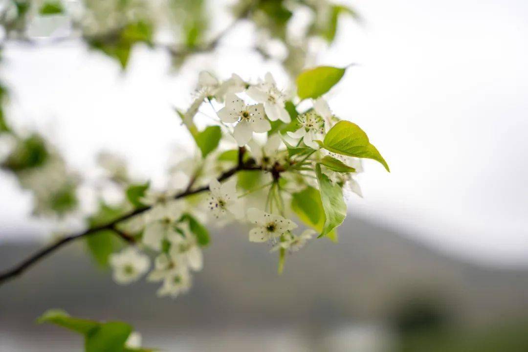 九龙湖畔的这颗网红梨花树