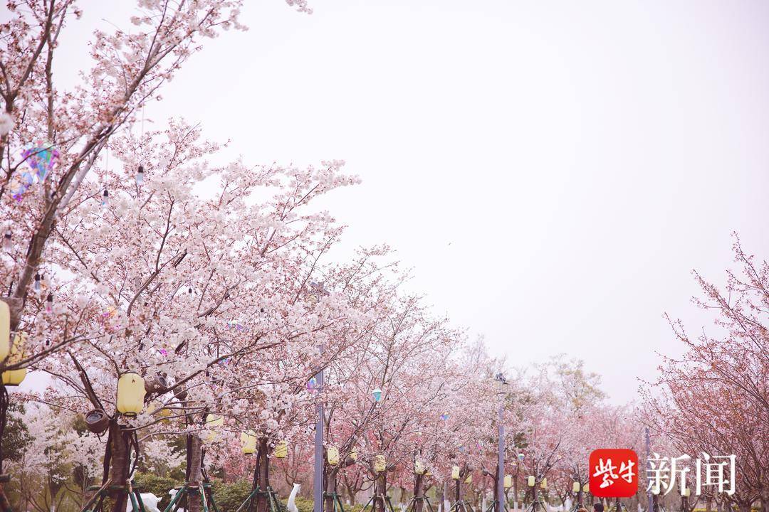 大洋湾樱花小镇图片