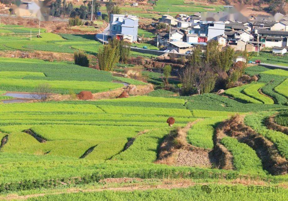 米甸镇:春来田野荡碧波