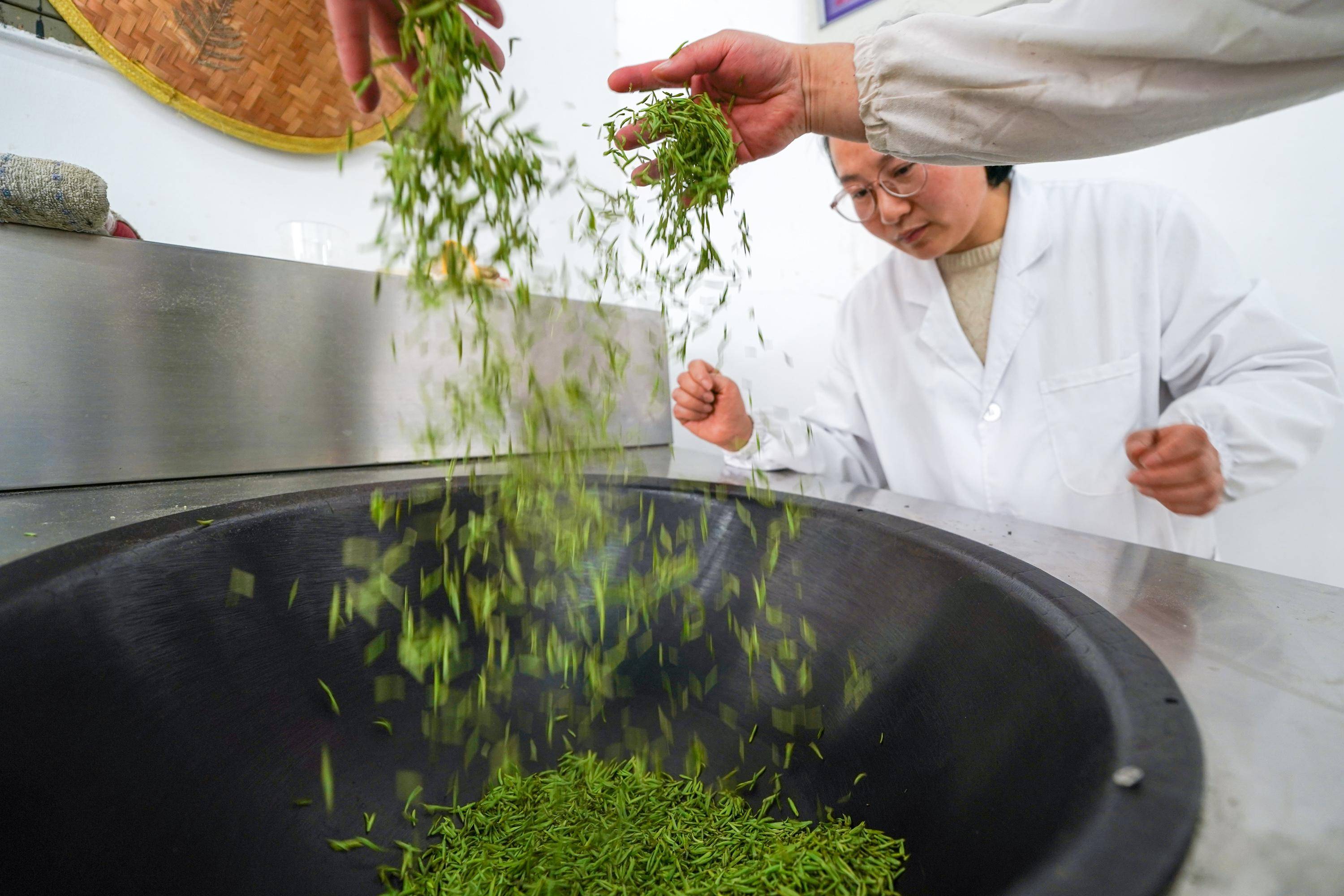 3月19日,制茶师傅在苏州市吴中区金庭镇一处茶厂炒茶.