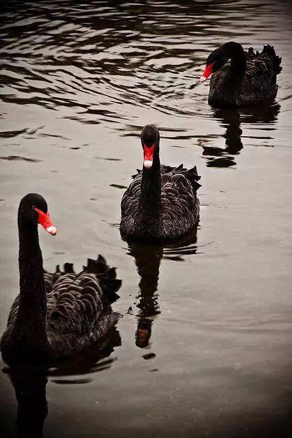 40张美丽黑天鹅照