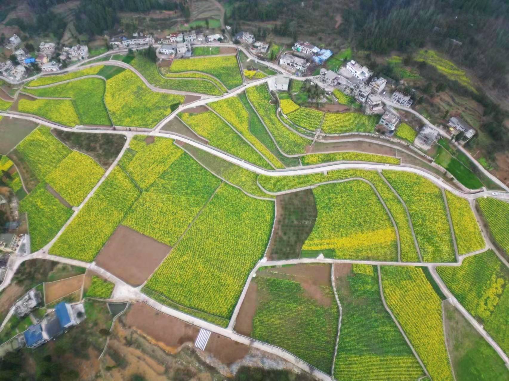 贵州金沙:高标准农田建设助力乡村振兴_茶园镇_沙县_社区