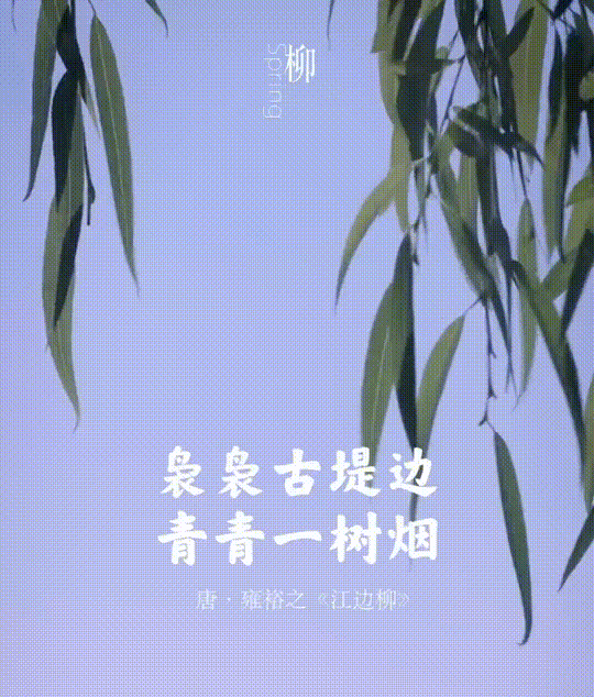 唐·雍裕之江边柳二月春风似剪刀.不知细叶谁裁出,万条垂下绿丝绦.