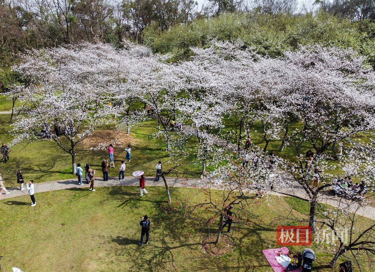 武汉青山公园樱花争相盛放游客纷纷驻足打卡