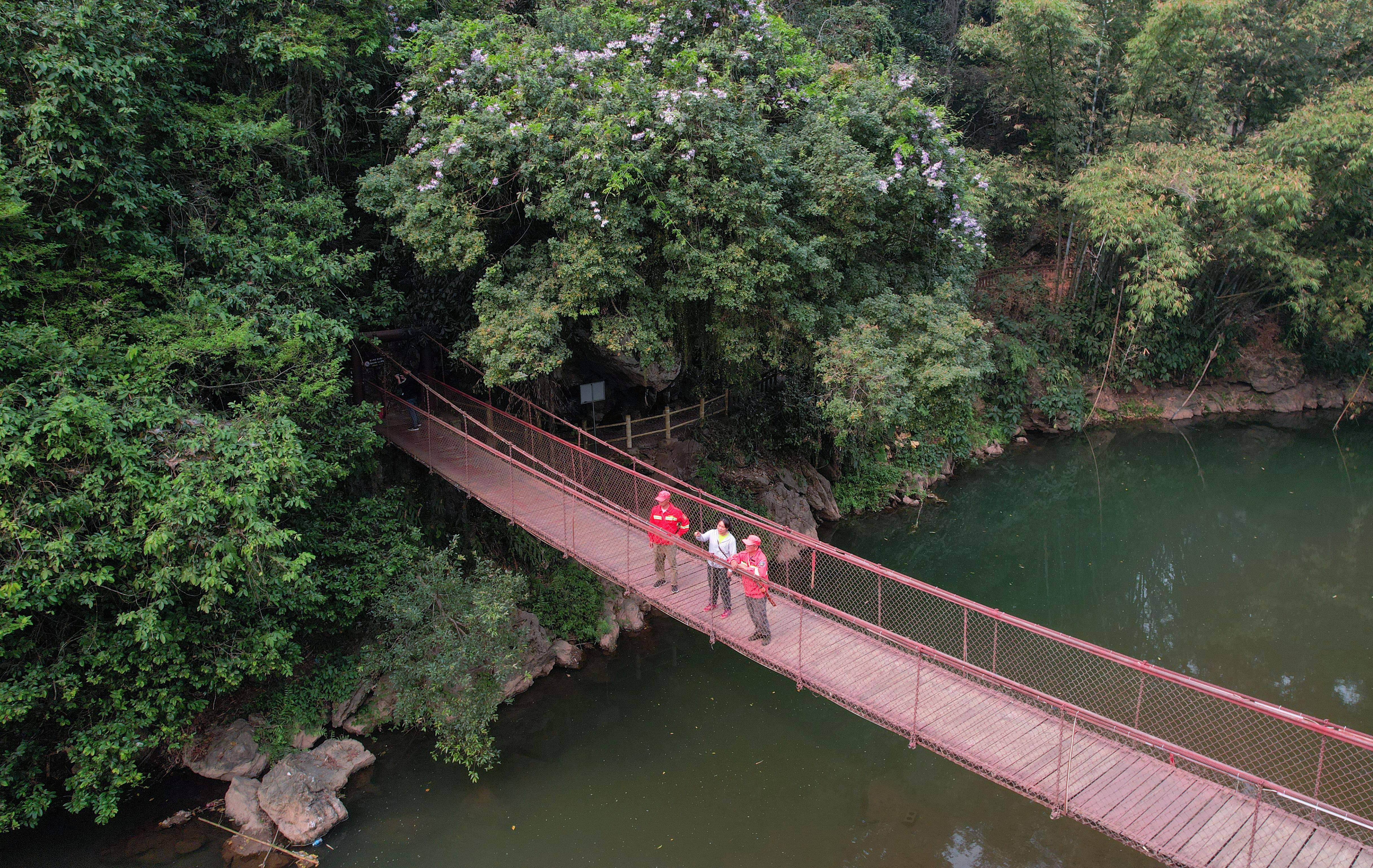 云南孟连守护龙血树