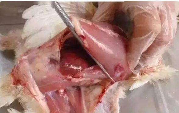 鸡心脏解剖图片