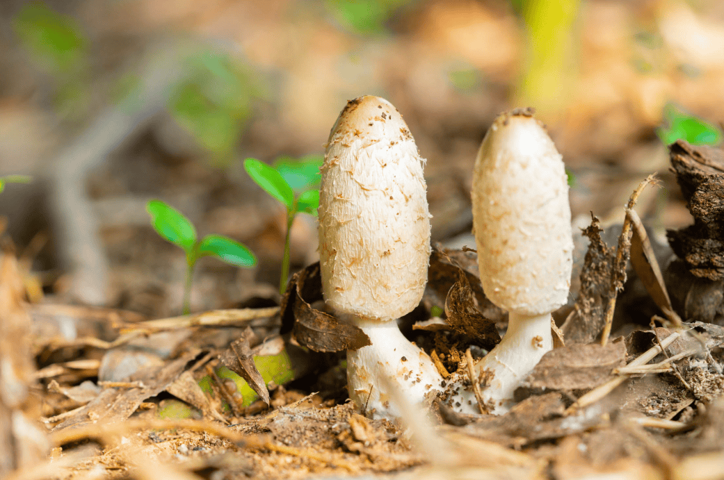 赵先生一家食用的野菜名叫石龙芮,长得很像水芹菜,含剧毒