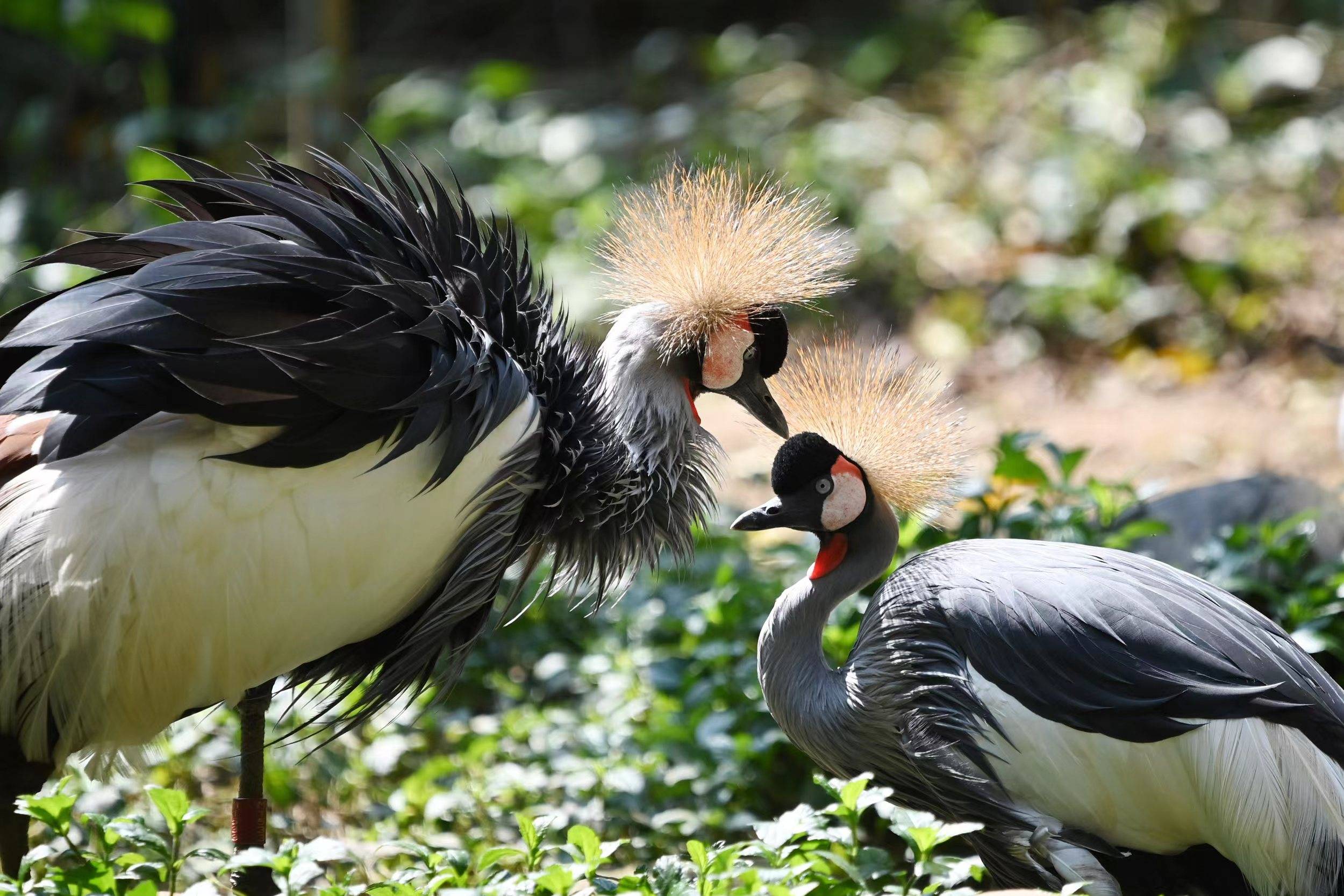 高调"秀恩爱"!深圳野生动物园动物求偶忙