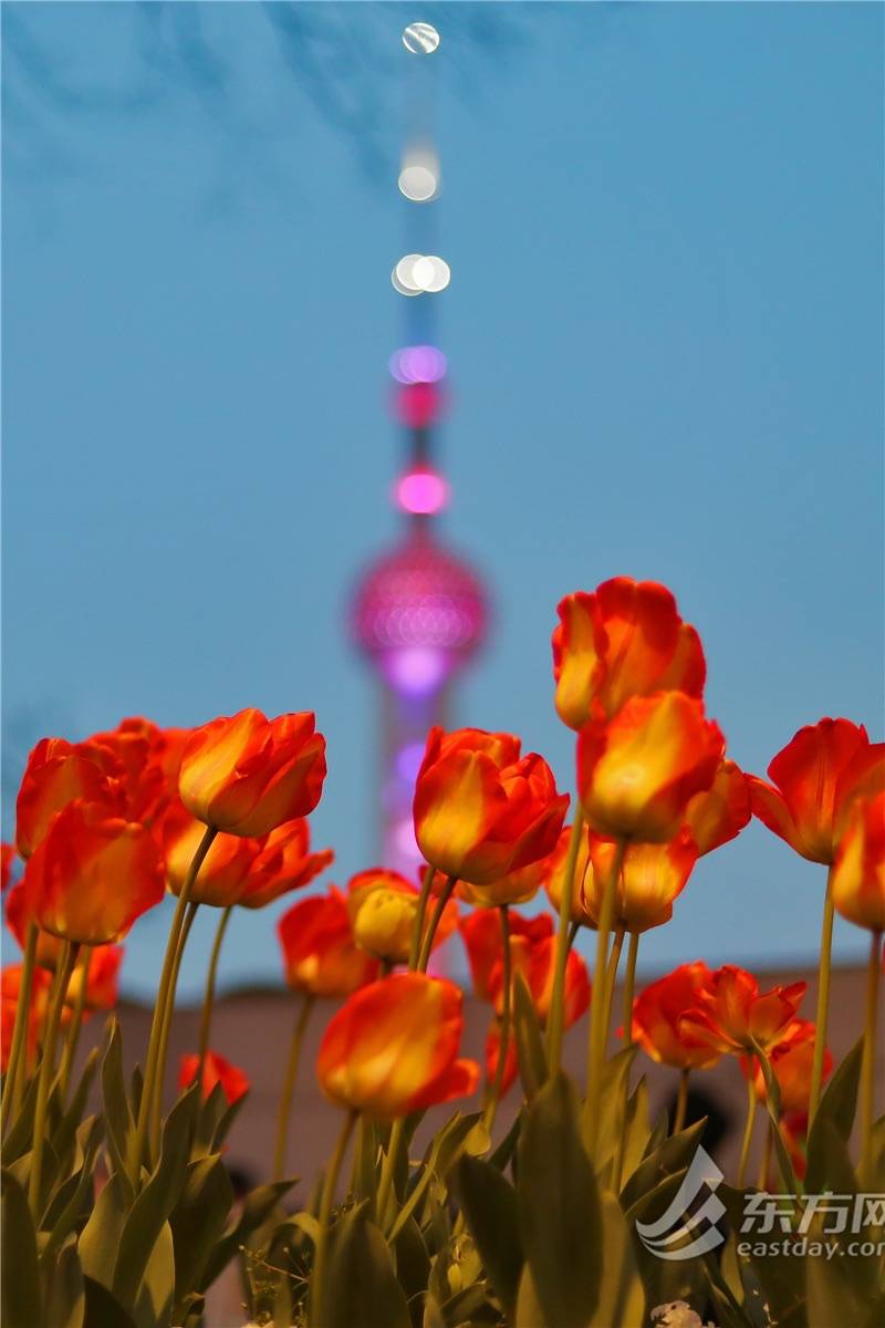 市民游客解锁外滩郁金香夜景模式花中皇后扮靓夜上海组图